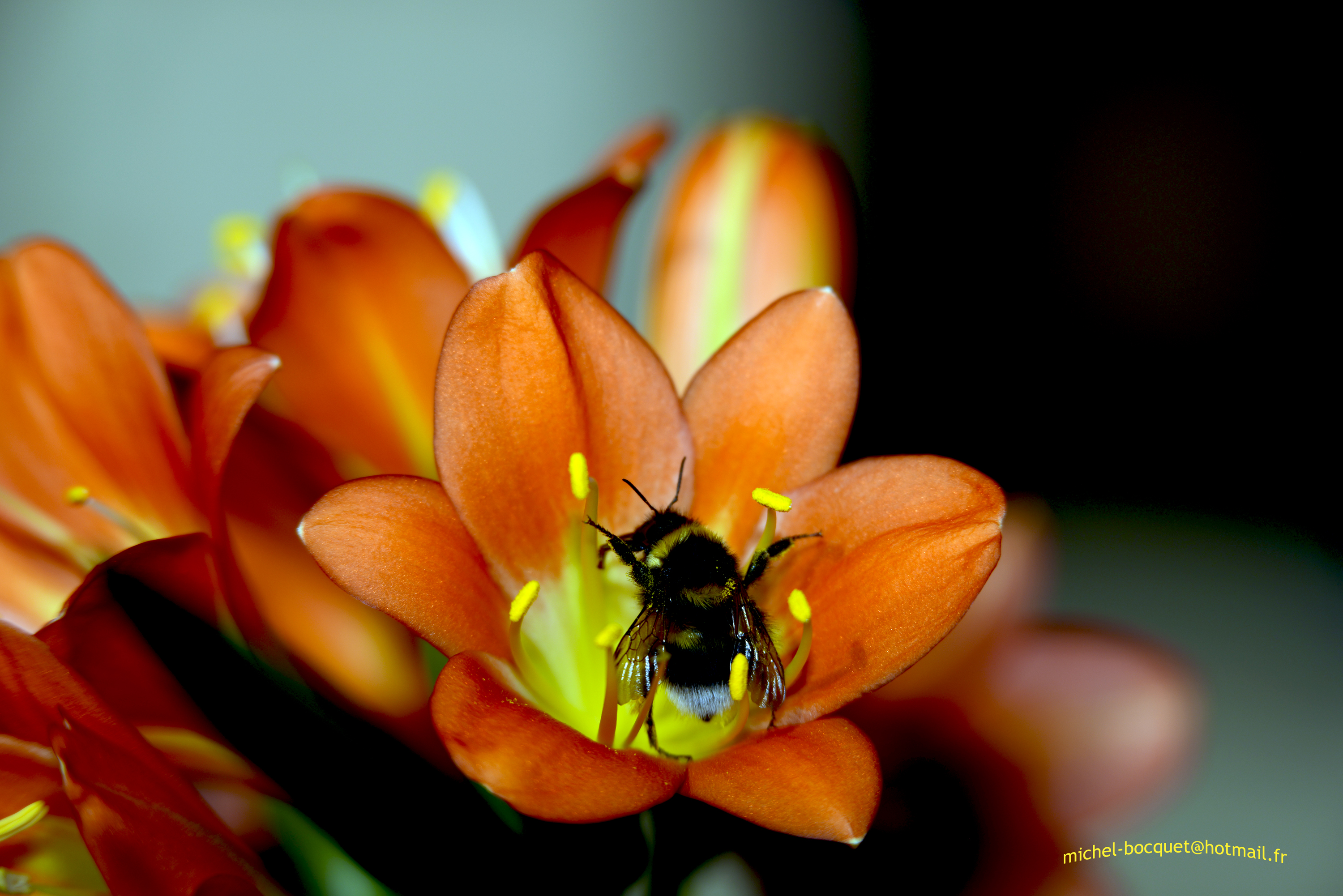 Fonds d'cran Nature Fleurs Attaque de fleur !