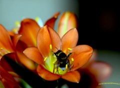  Nature Attaque de fleur !