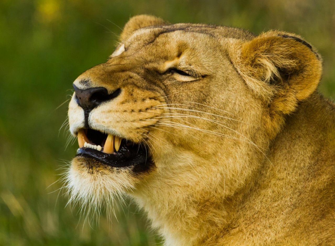 Wallpapers Animals Felines - Lions 