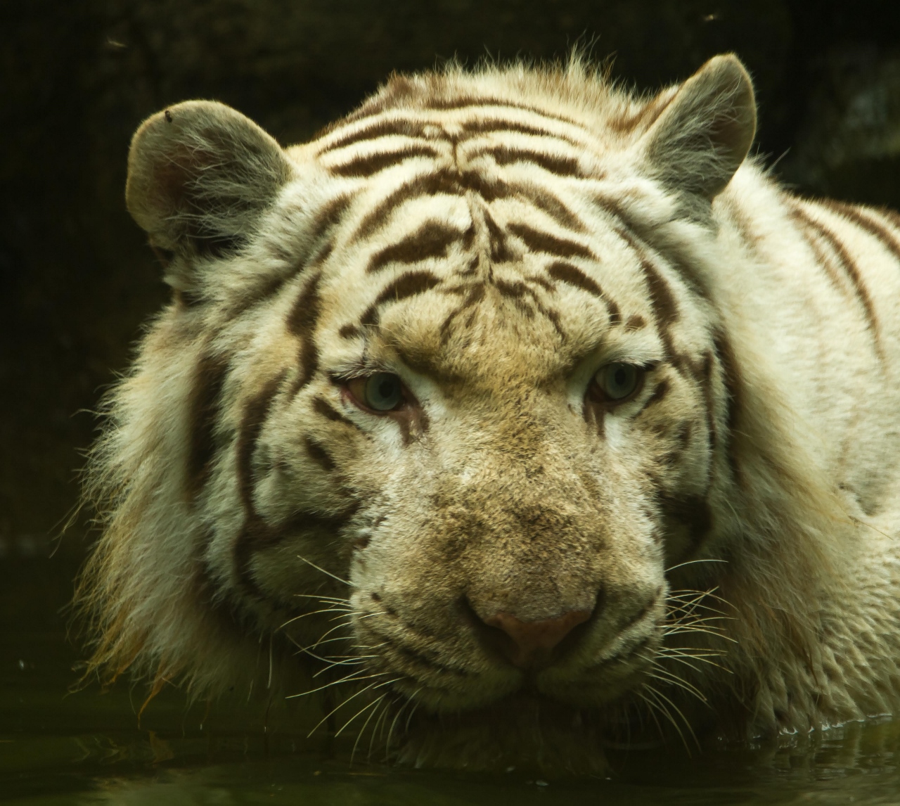 Fonds d'cran Animaux Flins - Tigres 