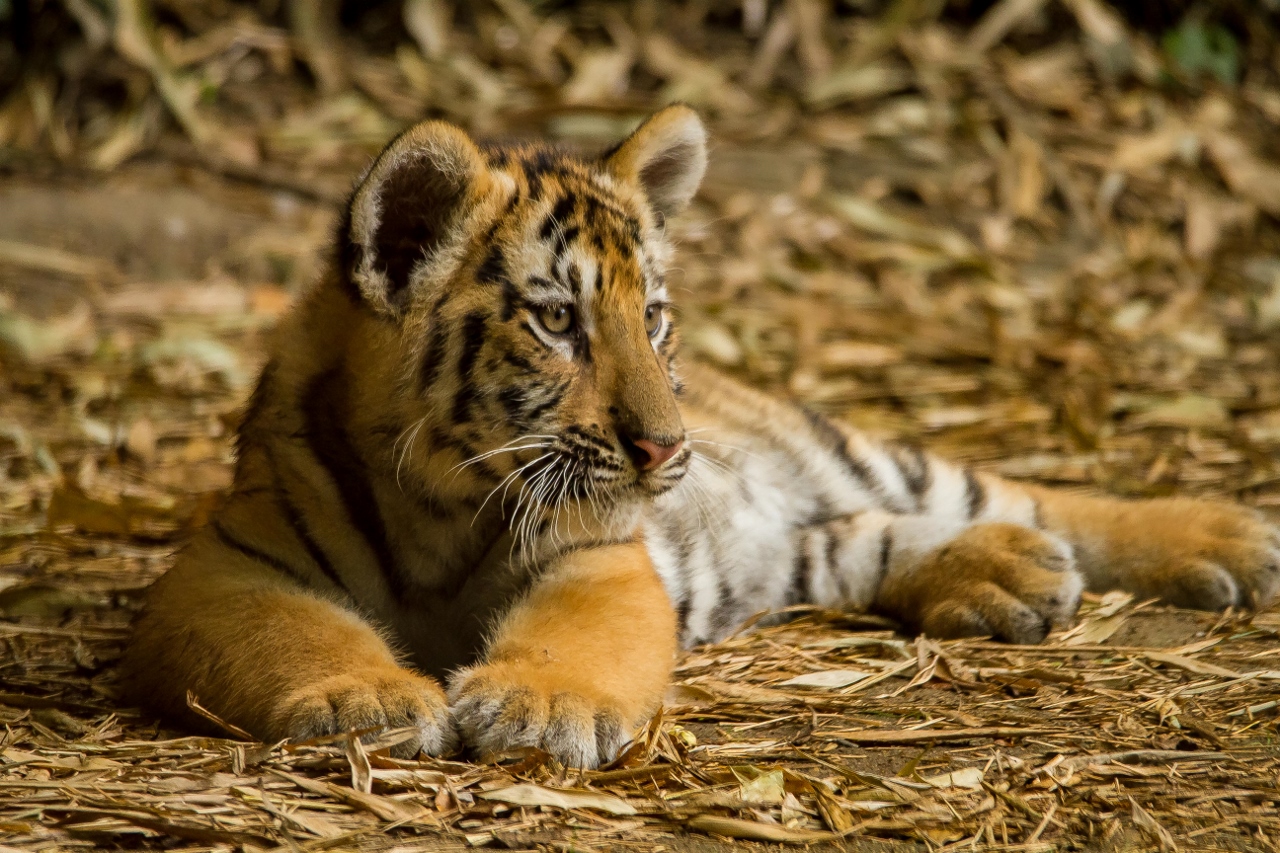 Fonds d'cran Animaux Flins - Tigres 