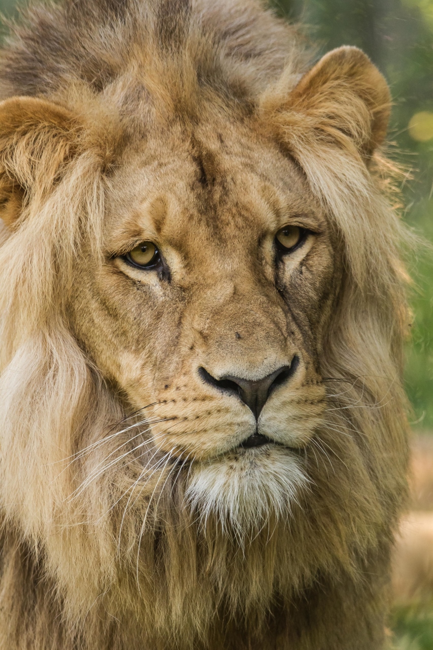 Wallpapers Animals Felines - Lions 