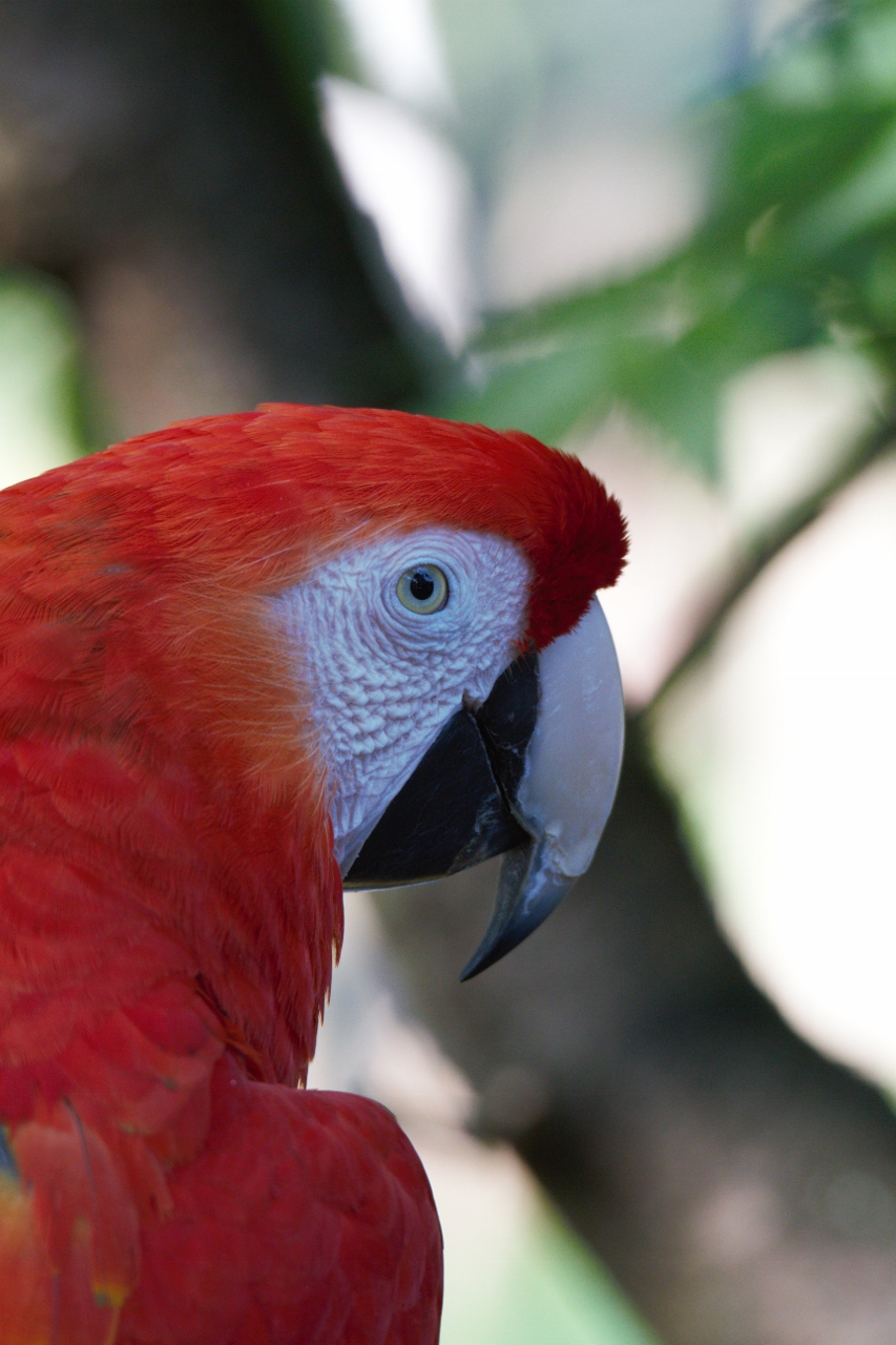 Fonds d'cran Animaux Oiseaux - Perroquets 