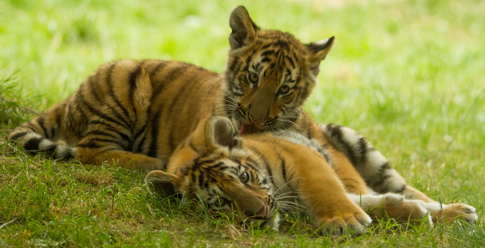 Fonds d'cran Animaux Flins - Tigres 