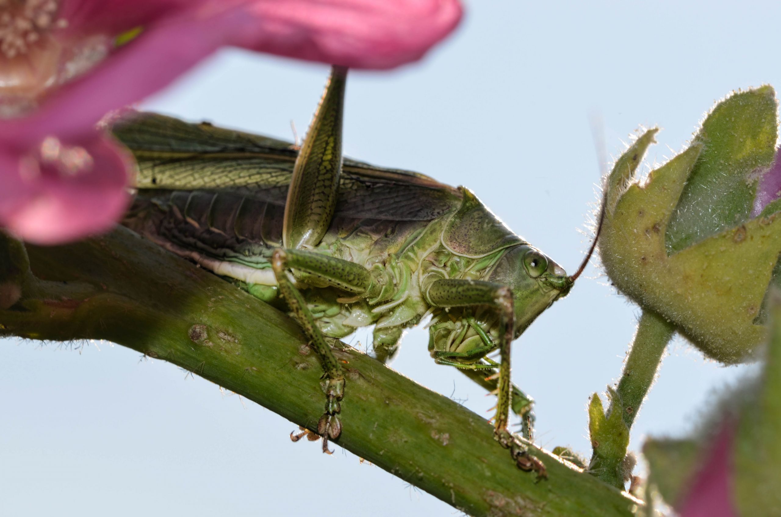 Fonds d'cran Animaux Insectes - Criquets Criquet