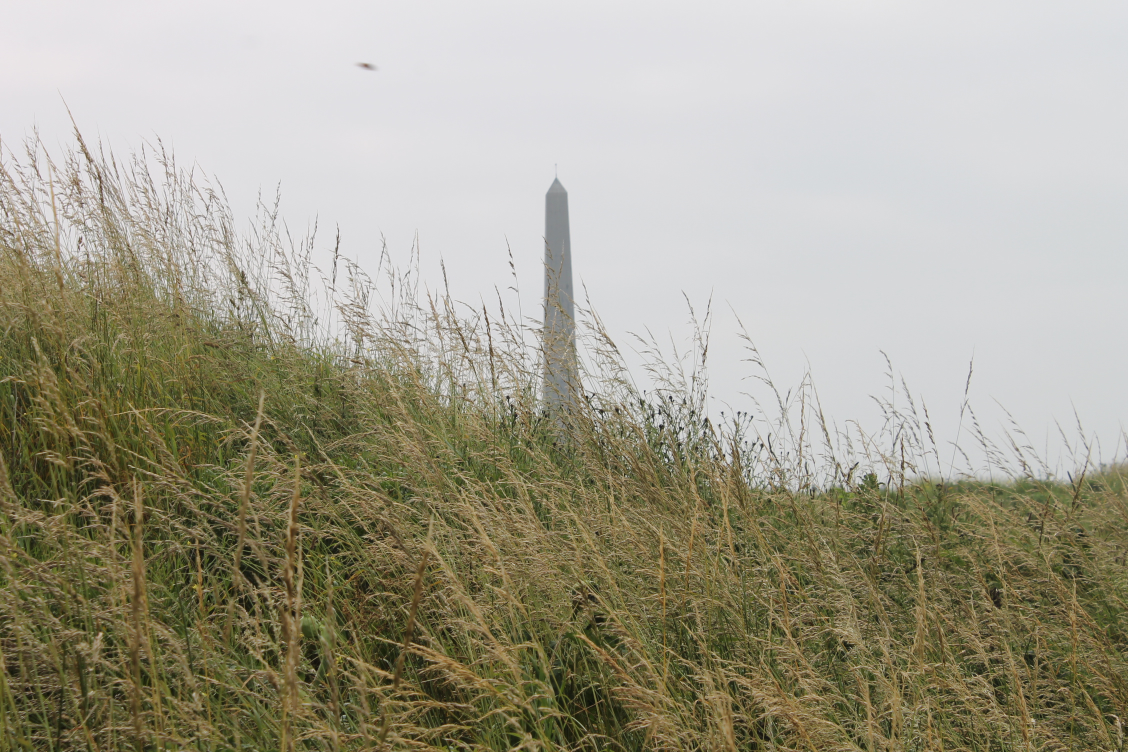 Wallpapers Nature Herbs Cap Blanc-Nez