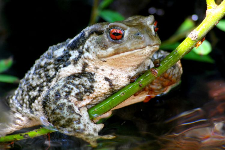 Fonds d'cran Animaux Grenouilles - Crapauds crapaud yeux rouge