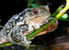  Animaux crapaud yeux rouge