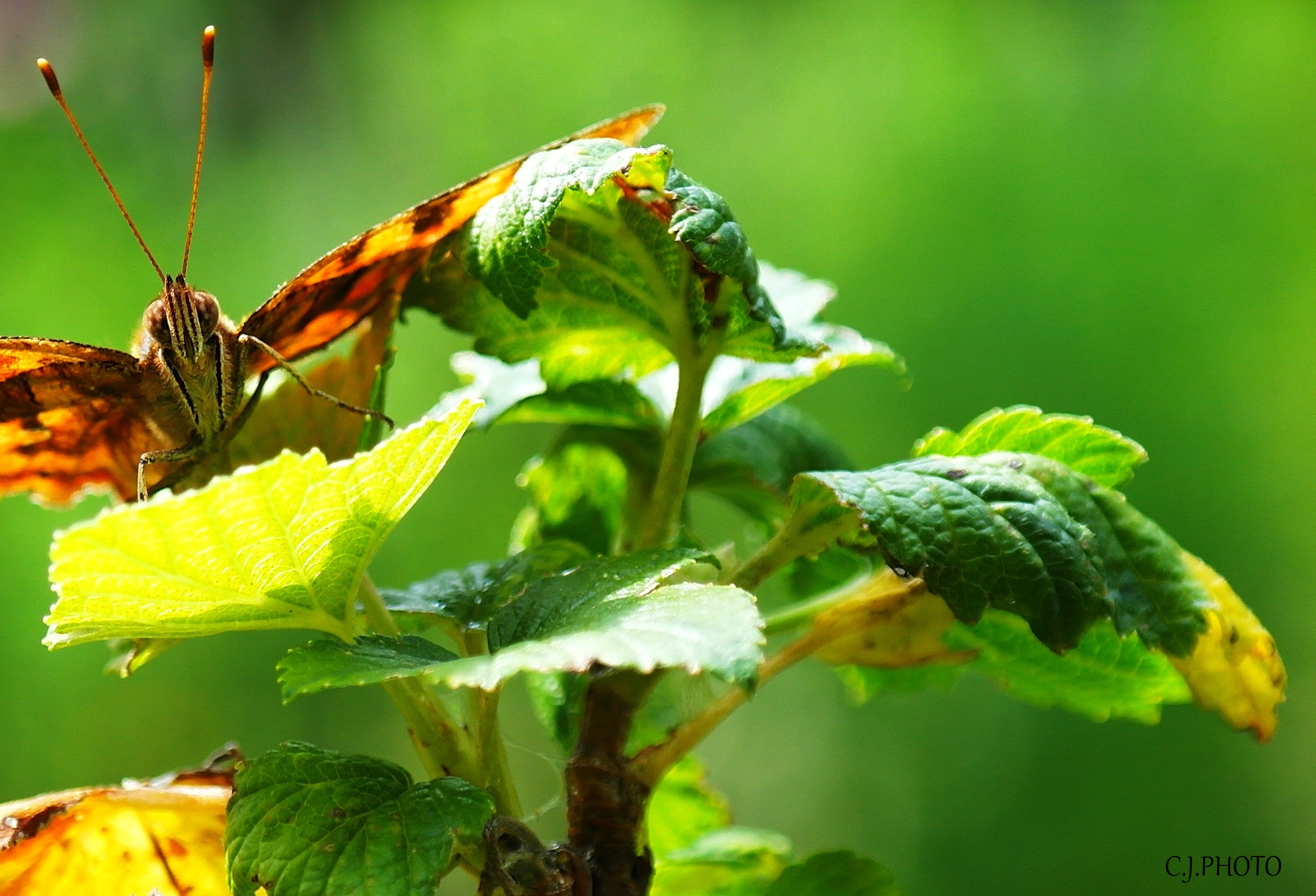 Fonds d'cran Animaux Insectes - Papillons 