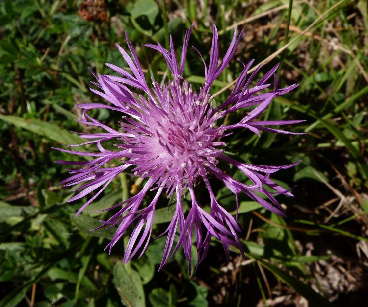 Fonds d'cran Nature Fleurs Centaure 