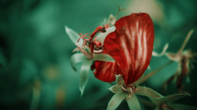 Wallpapers Nature Flowers Reddish