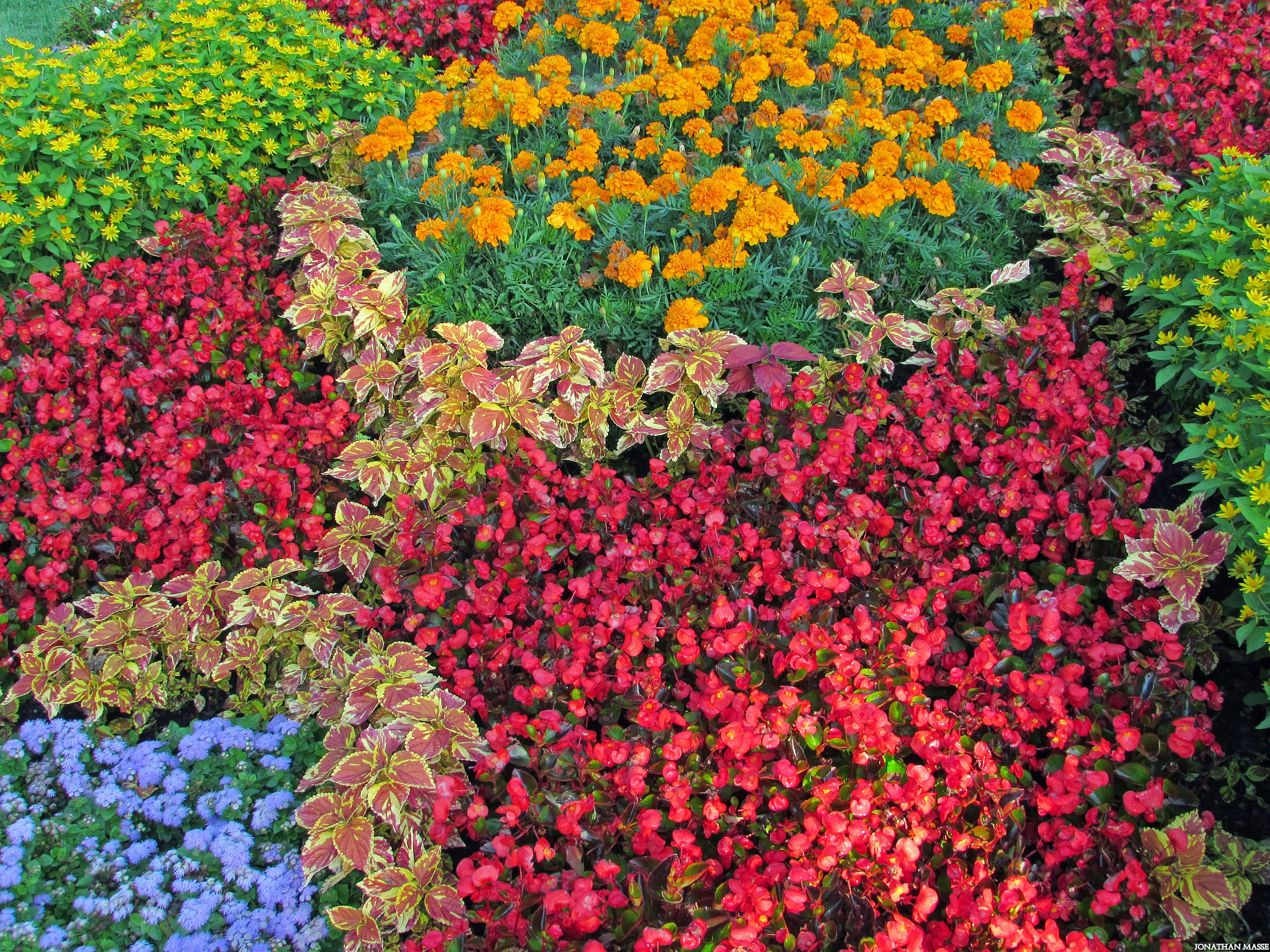 Fonds d'cran Nature Fleurs Parterre de fleurs.