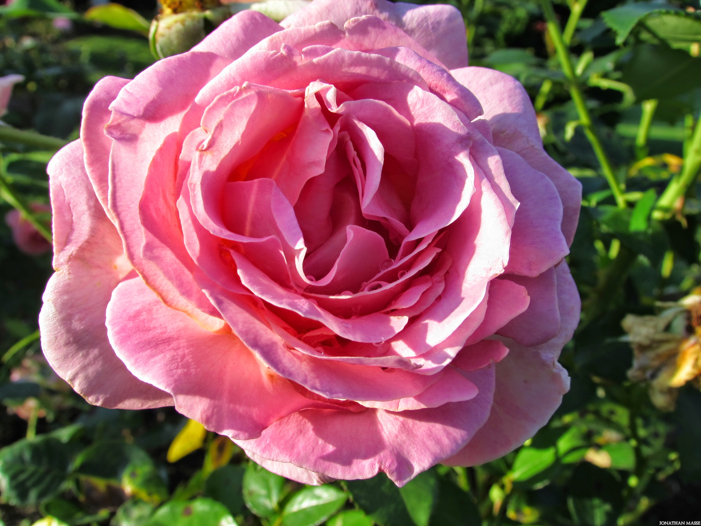 Fonds d'cran Nature Fleurs Rose.