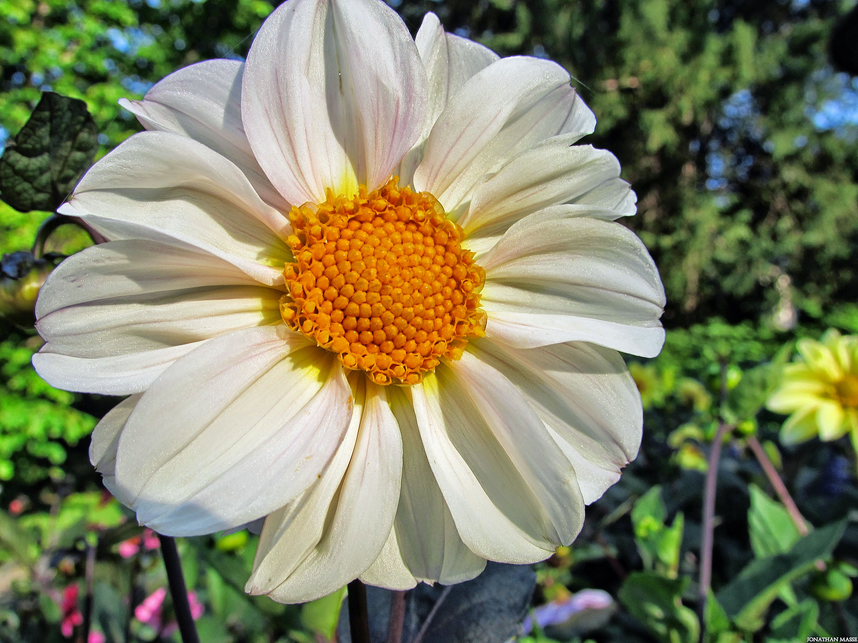 Fonds d'cran Nature Fleurs Fleur.