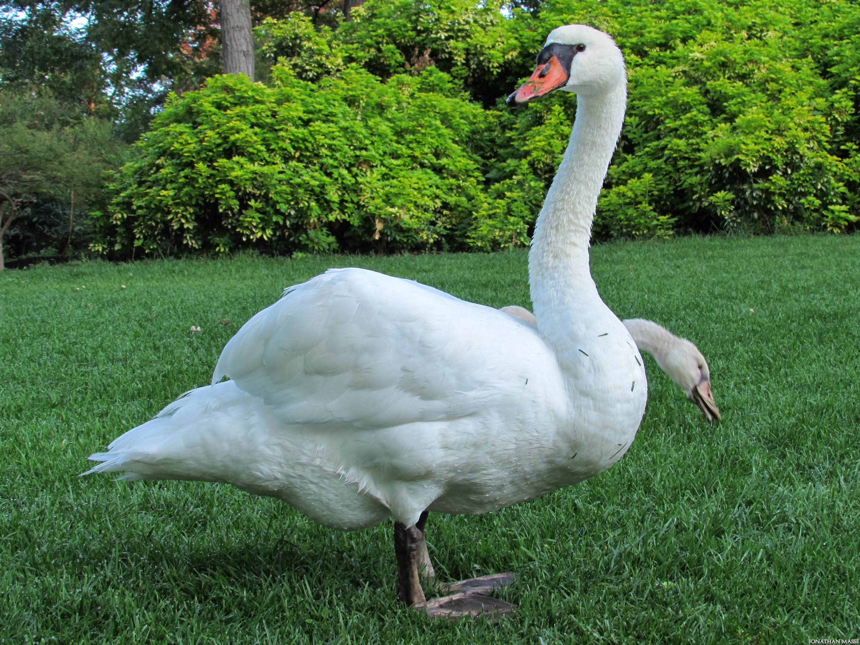 Fonds d'cran Animaux Oiseaux - Cygnes Cygne.