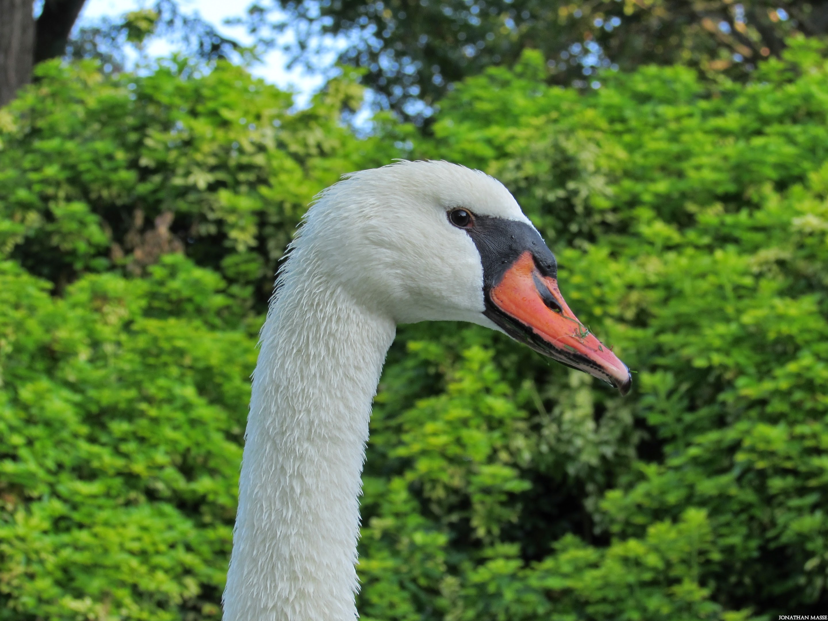 Wallpapers Animals Birds - Swans Cygne.