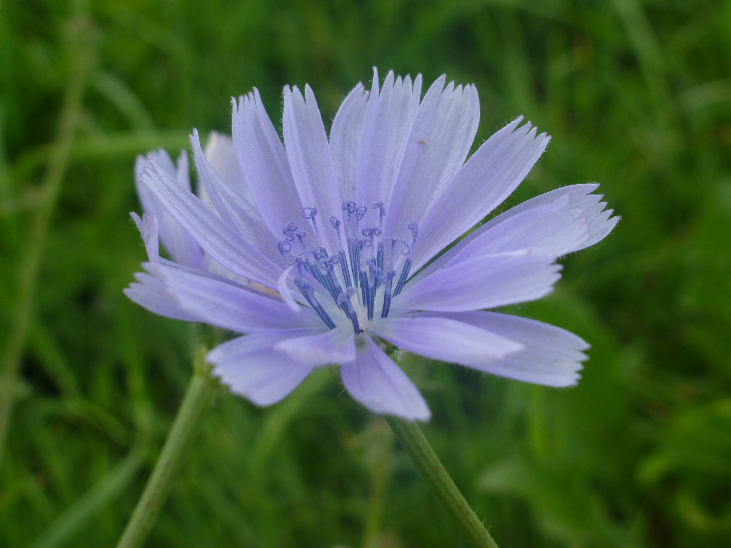 Wallpapers Nature Flowers Objets dans la nature