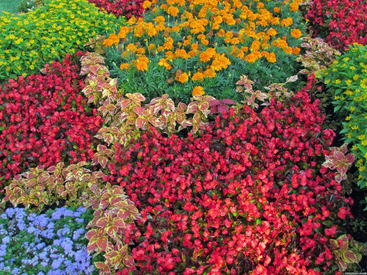 Fonds d'cran Nature Fleurs Parterre de fleurs.