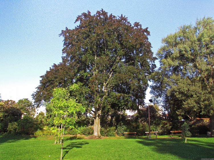 Fonds d'cran Nature Parcs - Jardins Hêtre au jardin Lecoq.