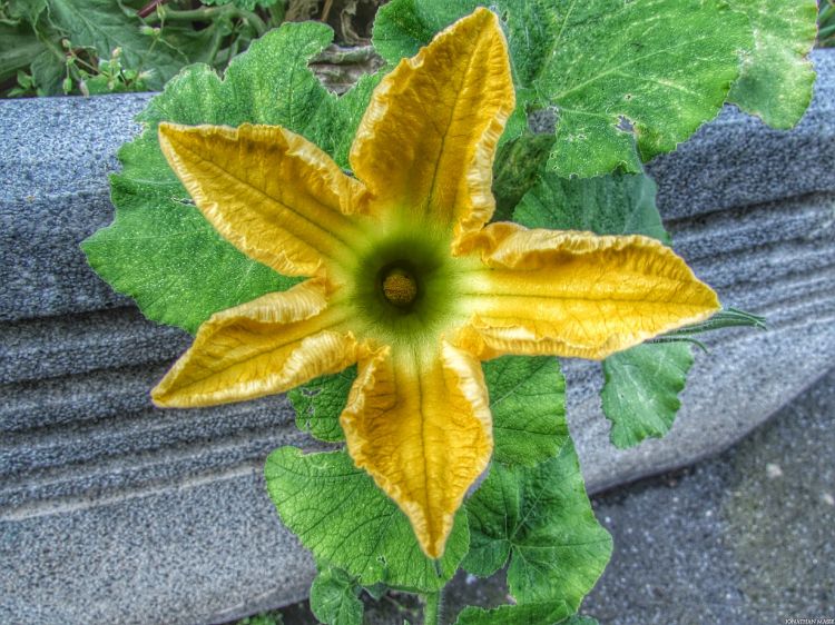 Fonds d'cran Nature Fleurs Fleur jaune.