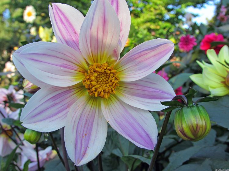 Fonds d'cran Nature Fleurs Fleur.