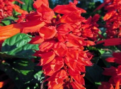  Nature Fleurs rouges.