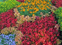  Nature Parterre de fleurs.