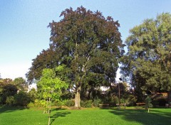  Nature Hêtre au jardin Lecoq.