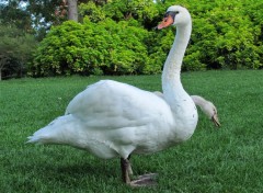  Animaux Cygne.