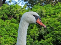  Animaux Cygne.