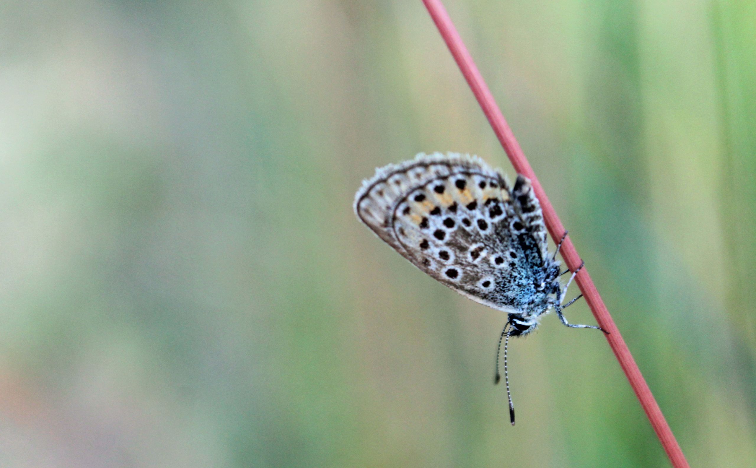 Fonds d'cran Animaux Insectes - Papillons 