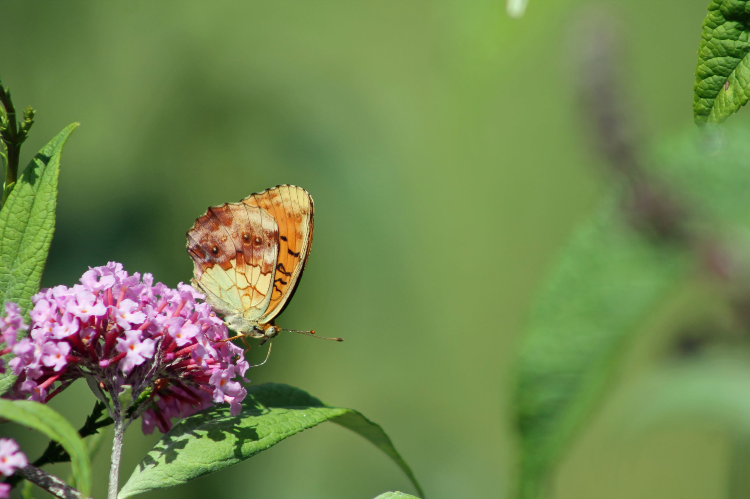 Fonds d'cran Animaux Insectes - Papillons 