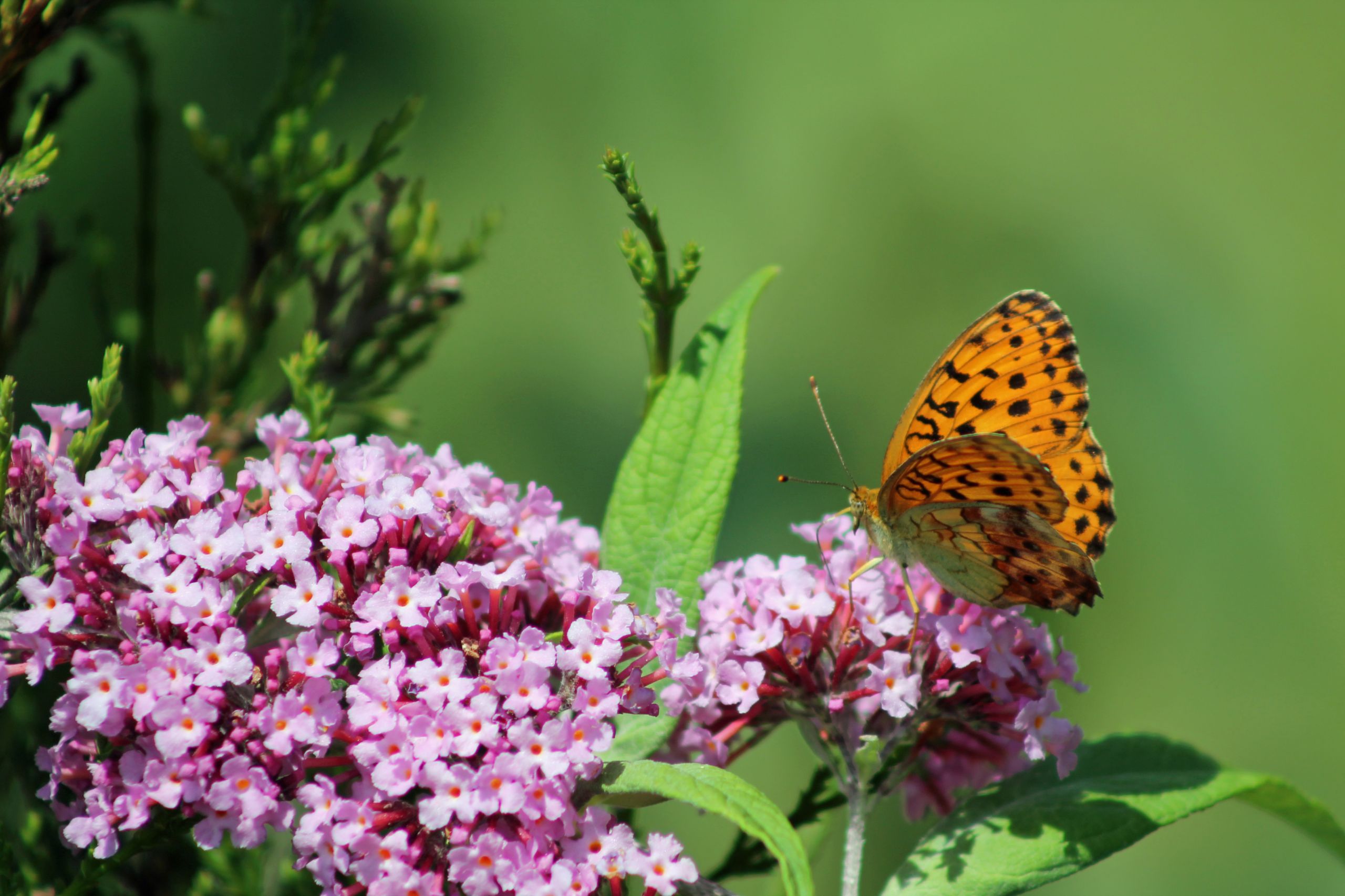 Fonds d'cran Animaux Insectes - Papillons 