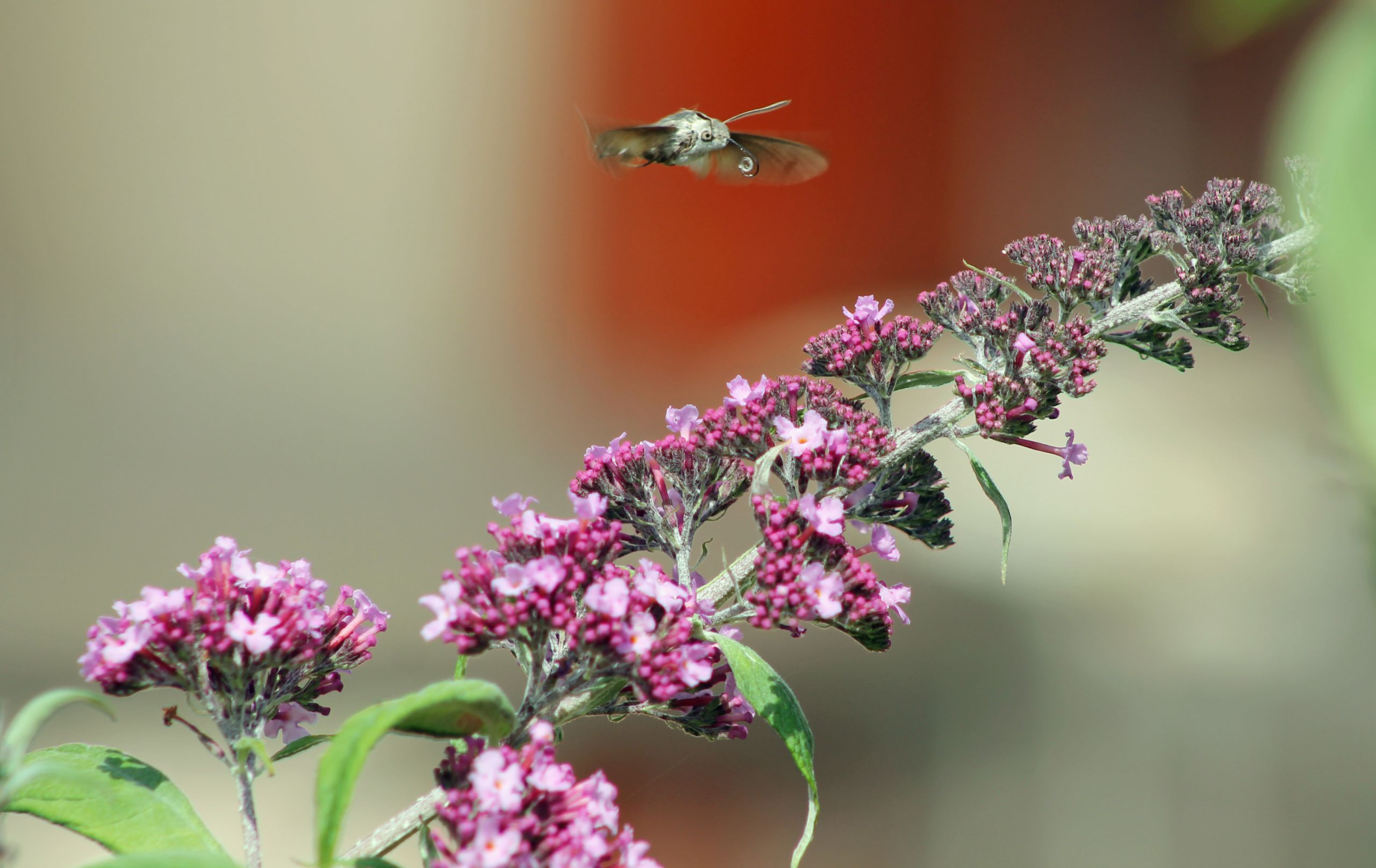 Fonds d'cran Animaux Insectes - Papillons 