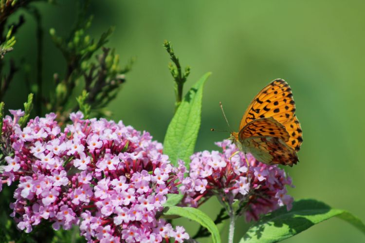 Fonds d'cran Animaux Insectes - Papillons Wallpaper N380535