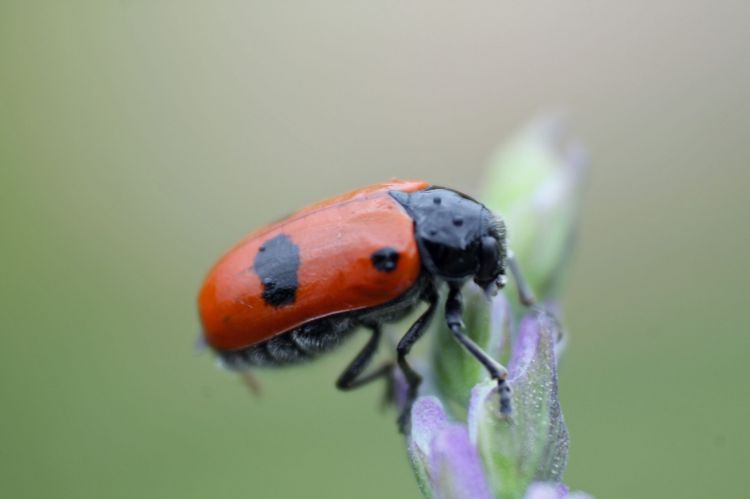 Fonds d'cran Animaux Insectes - Divers Wallpaper N380546