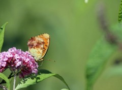  Animaux Image sans titre N380534