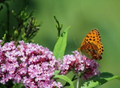  Animaux Image sans titre N380535