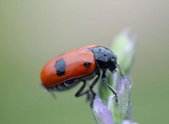  Animaux Image sans titre N380546