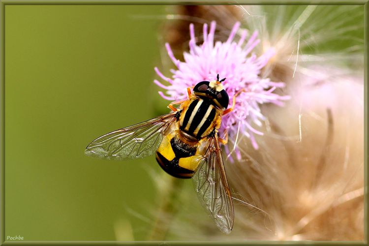 Fonds d'cran Animaux Insectes - Abeilles Gupes ... Wallpaper N380592