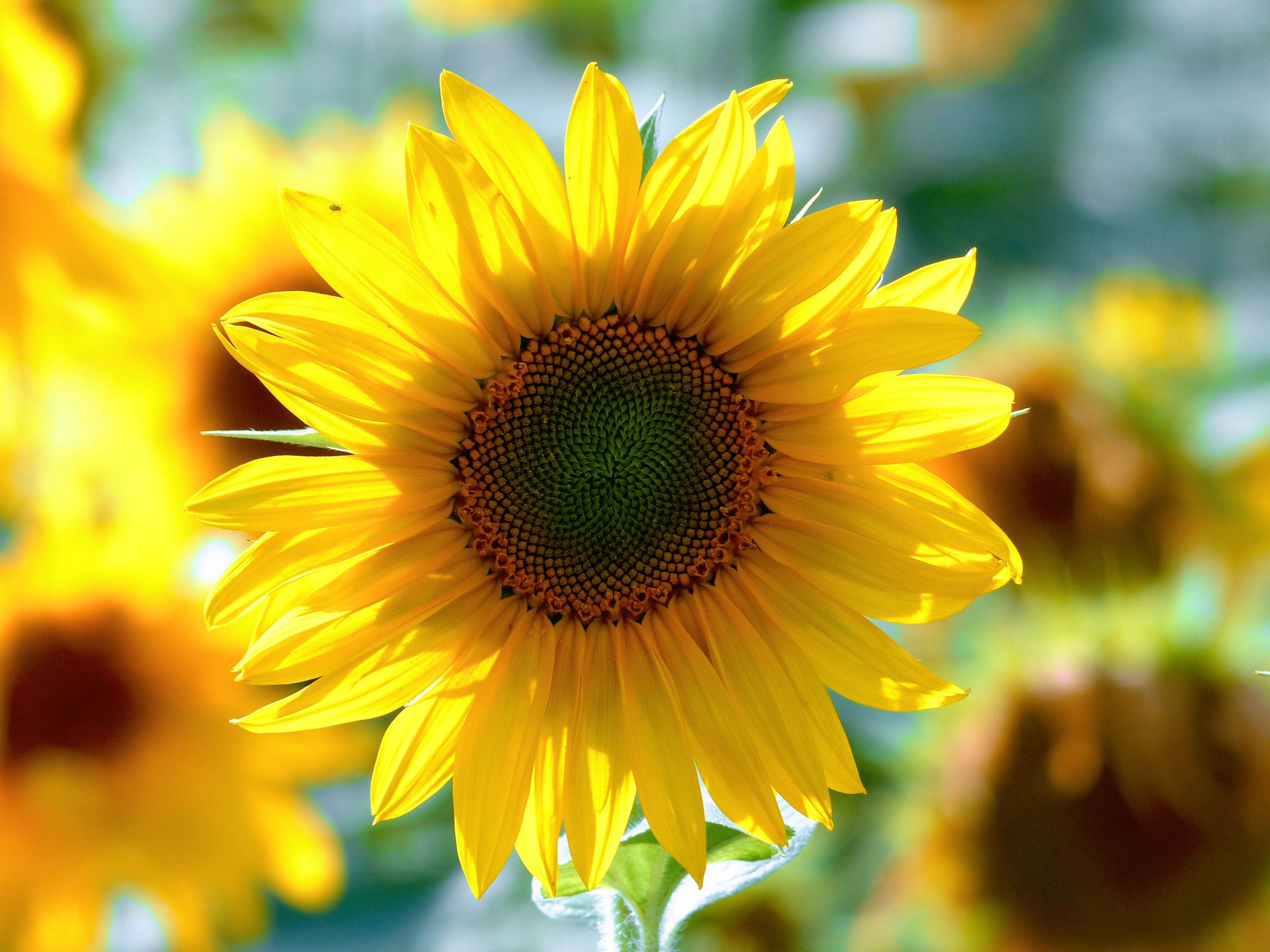 Wallpapers Nature Flowers Sunflower