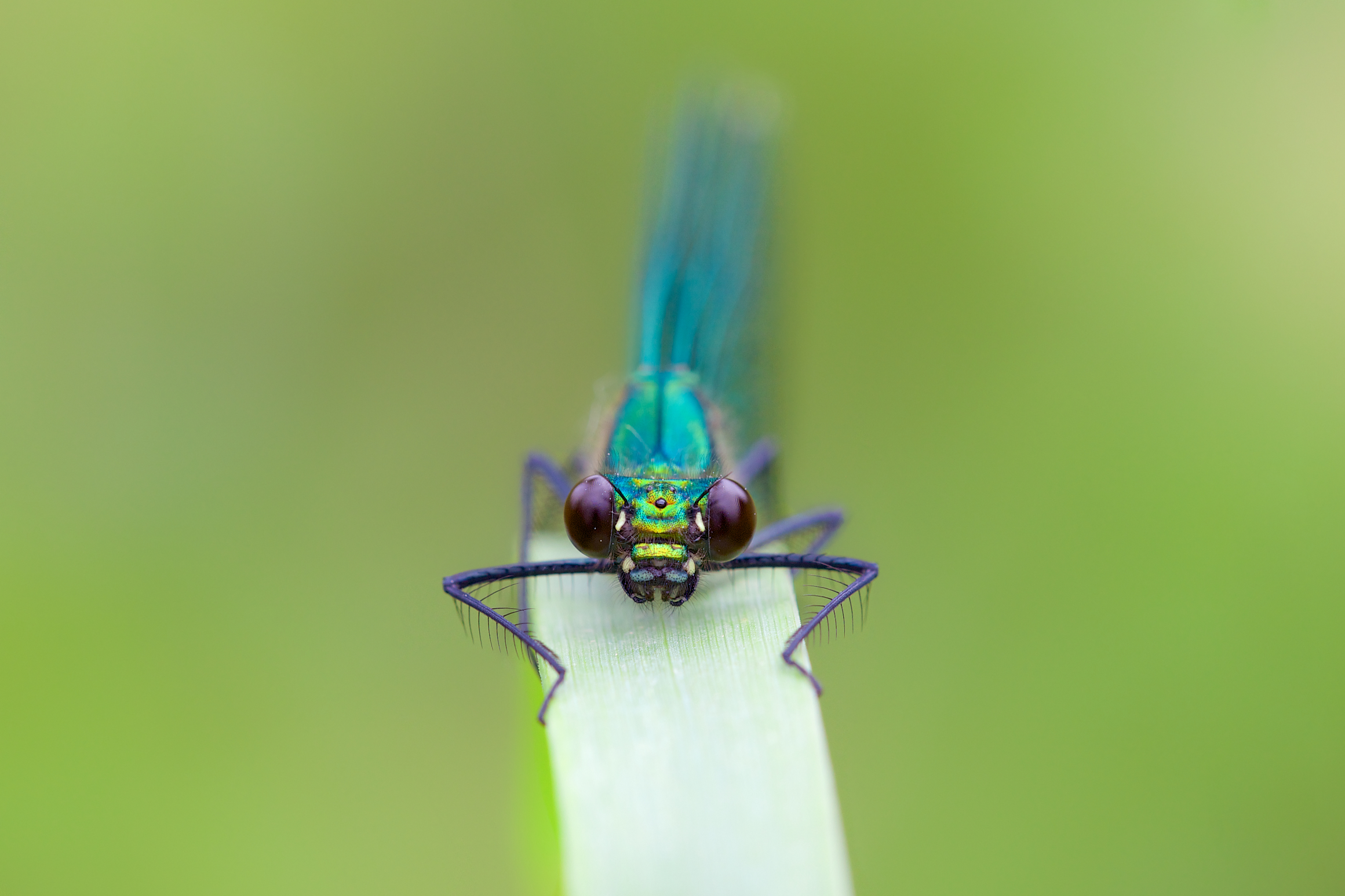 Fonds d'cran Animaux Insectes - Libellules 