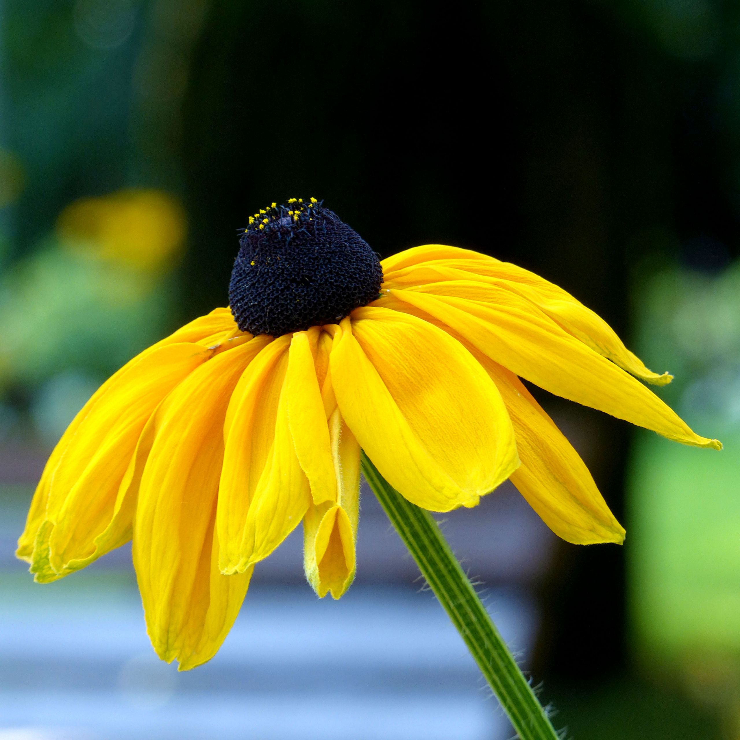 Fonds d'cran Nature Fleurs 