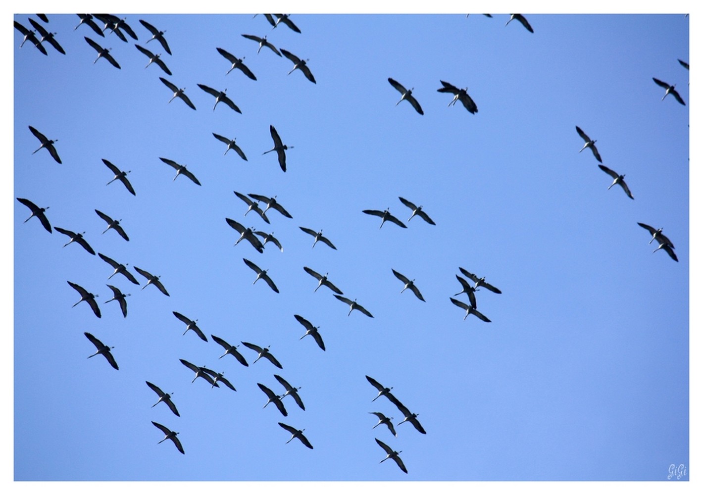 Fonds d'cran Animaux Oiseaux - Divers Envol.