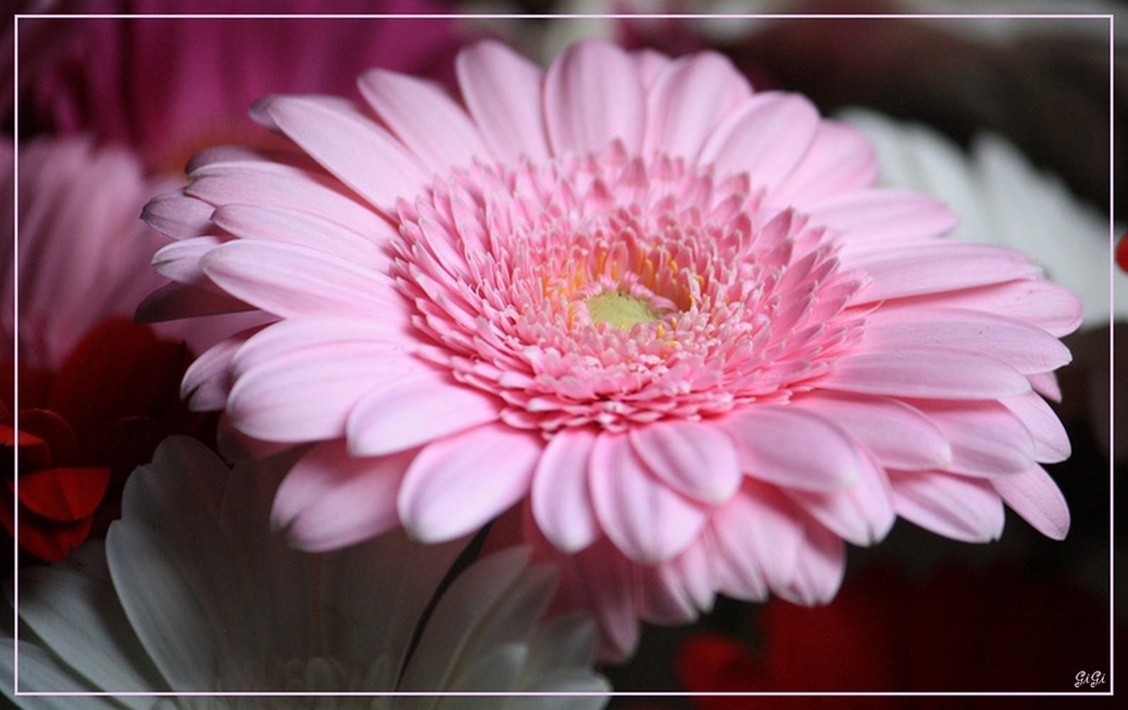 Fonds d'cran Nature Fleurs Coeur rose.