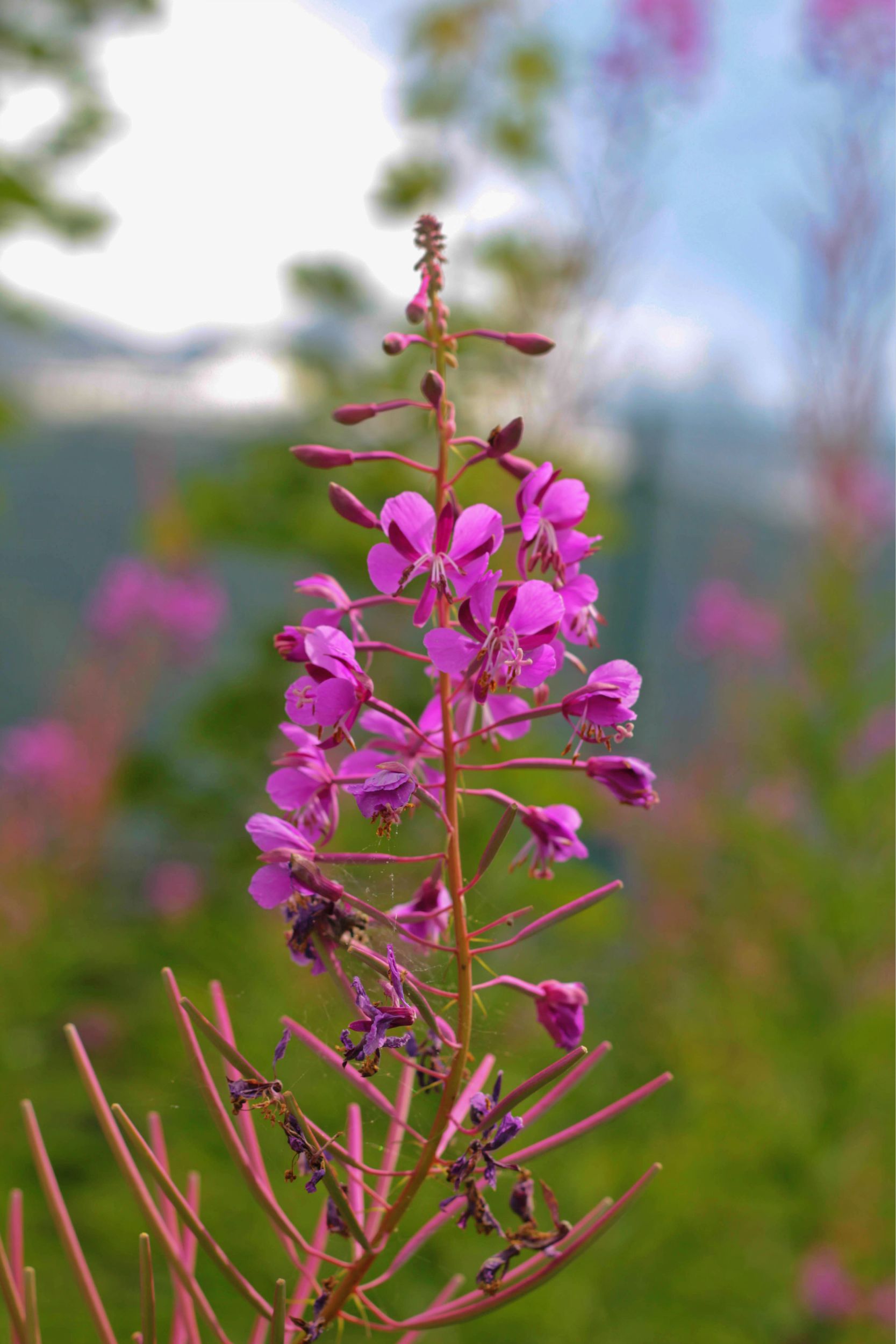 Fonds d'cran Nature Fleurs fleur