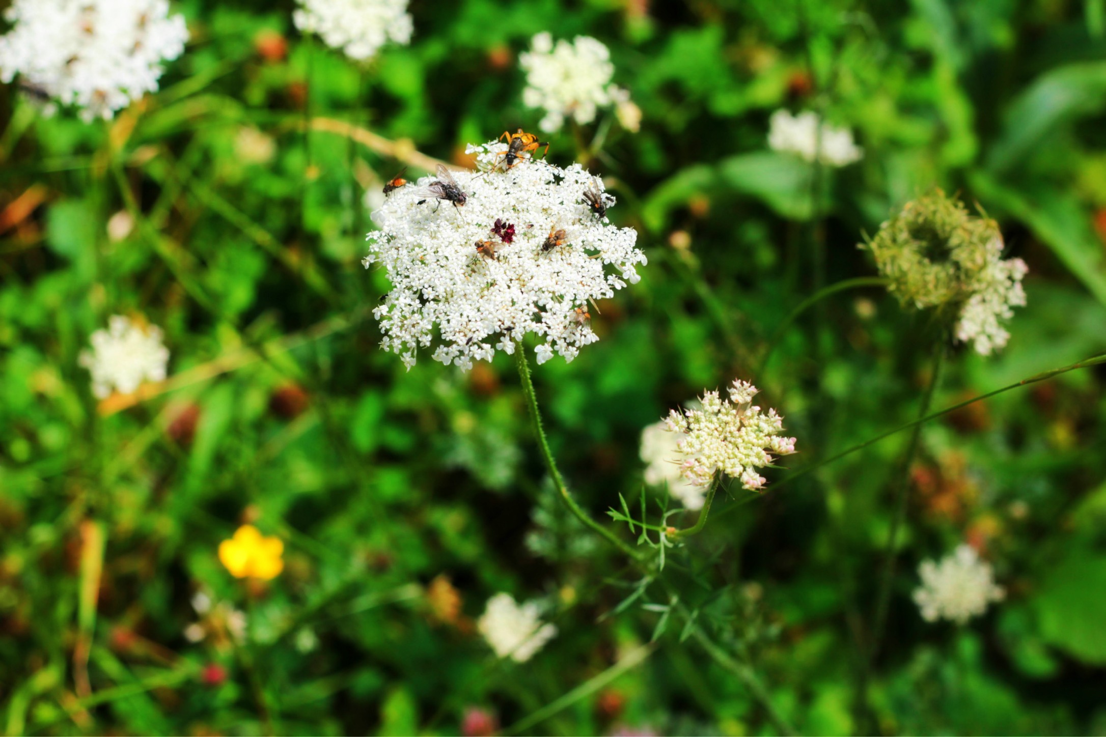 Fonds d'cran Animaux Insectes - Divers fleur et insectes