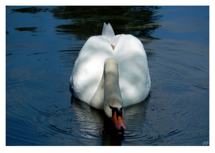 Fonds d'cran Animaux Oiseaux - Cygnes La révérence.