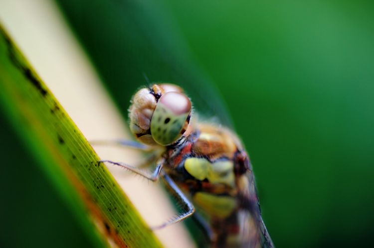 Wallpapers Animals Insects - Dragonflies Portrait de libellule..