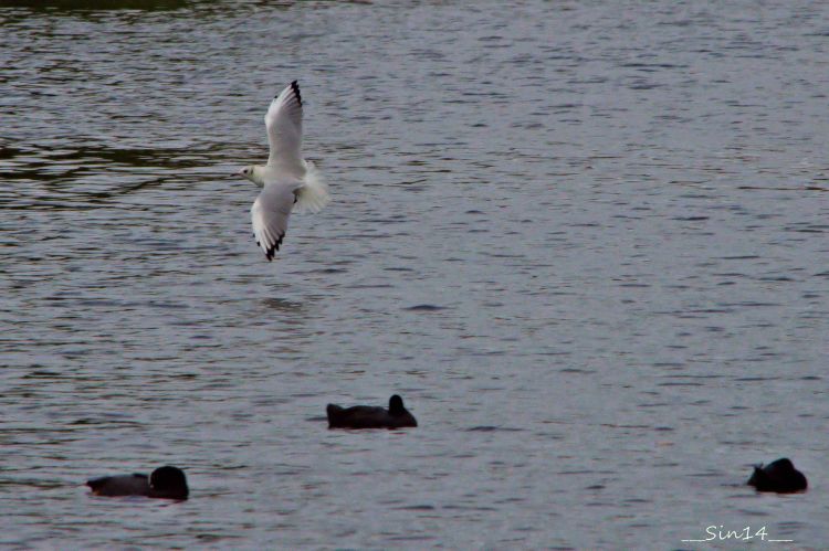 Fonds d'cran Animaux Oiseaux - Mouettes et Golands SUR LA DELE